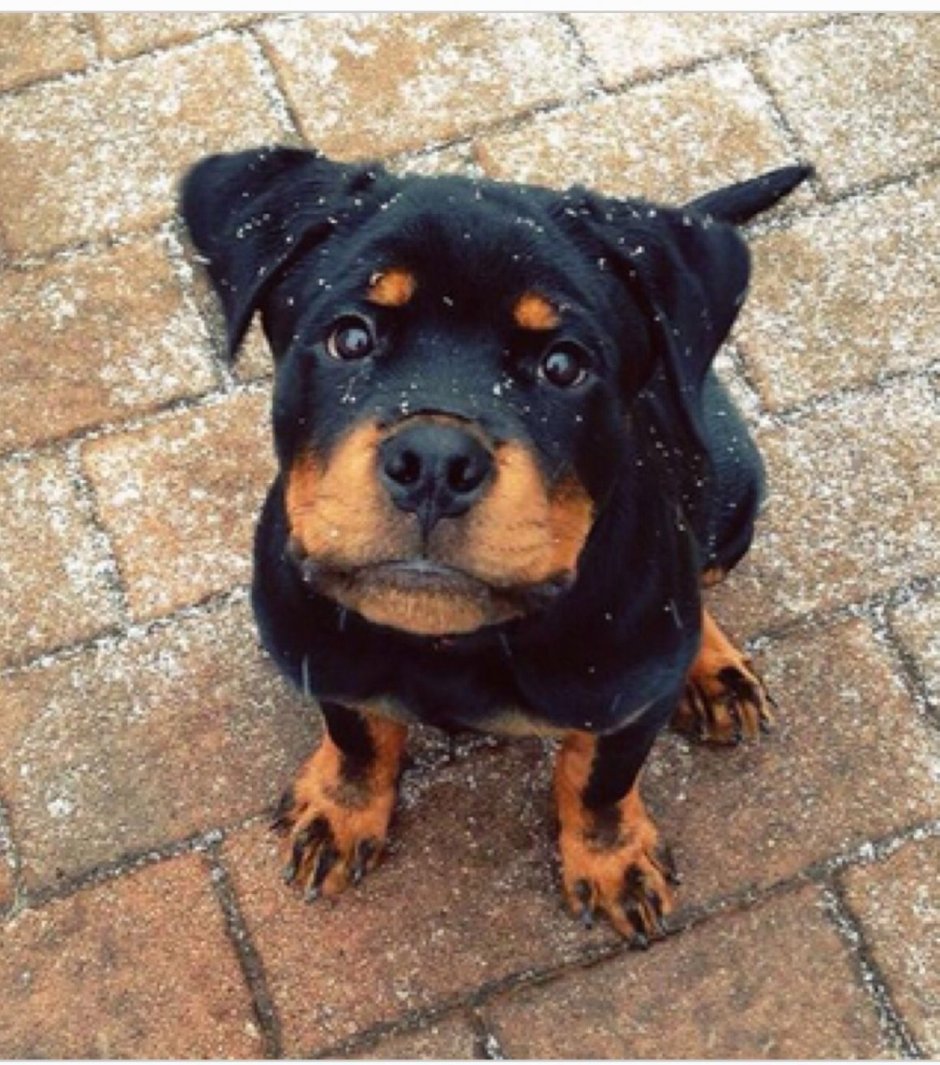 Некупированный ротвейлер