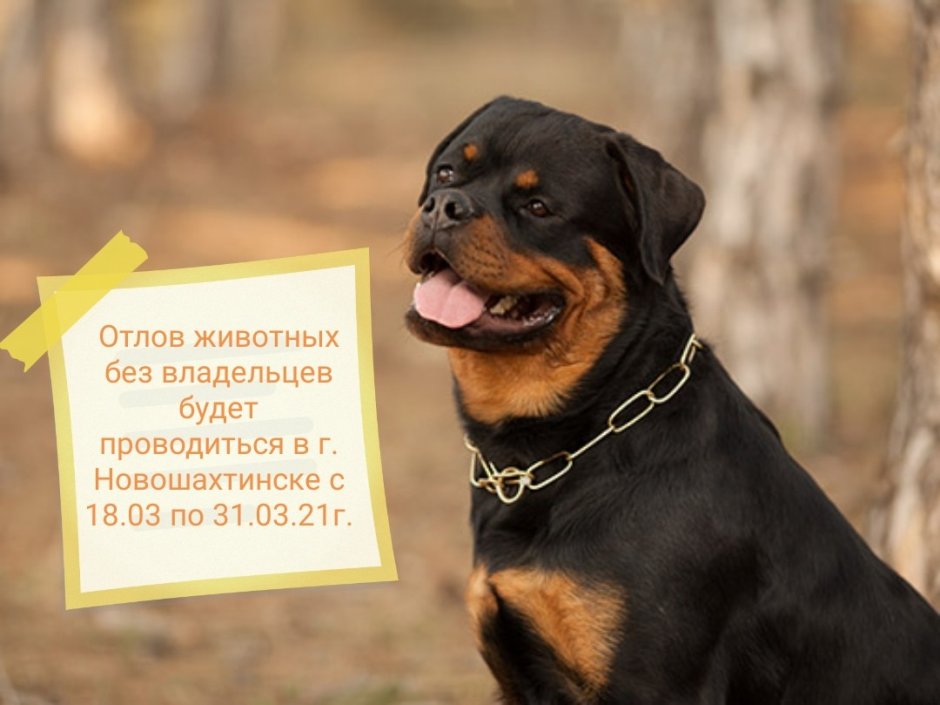 Ротвейлер Бьюдель