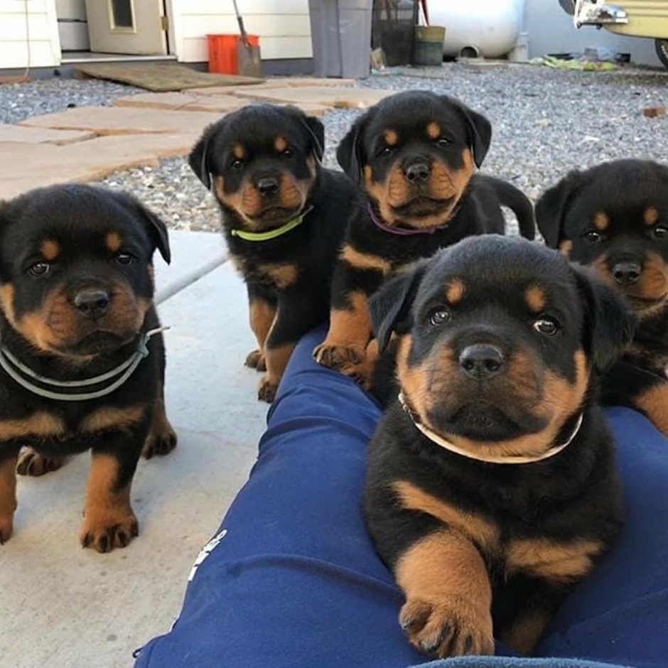 Собака ротвейлер Чоп