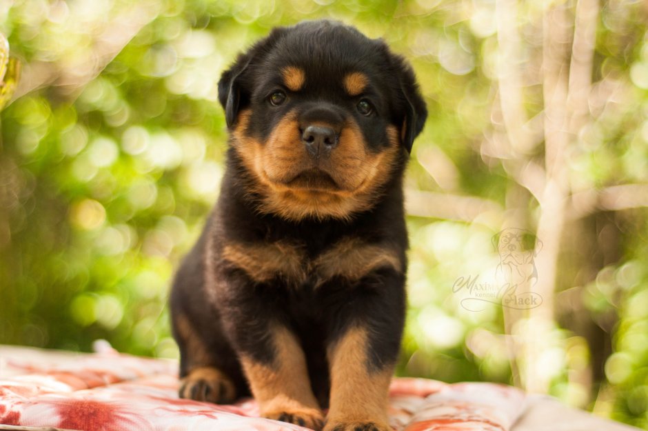 Ротвейлер щенок милый
