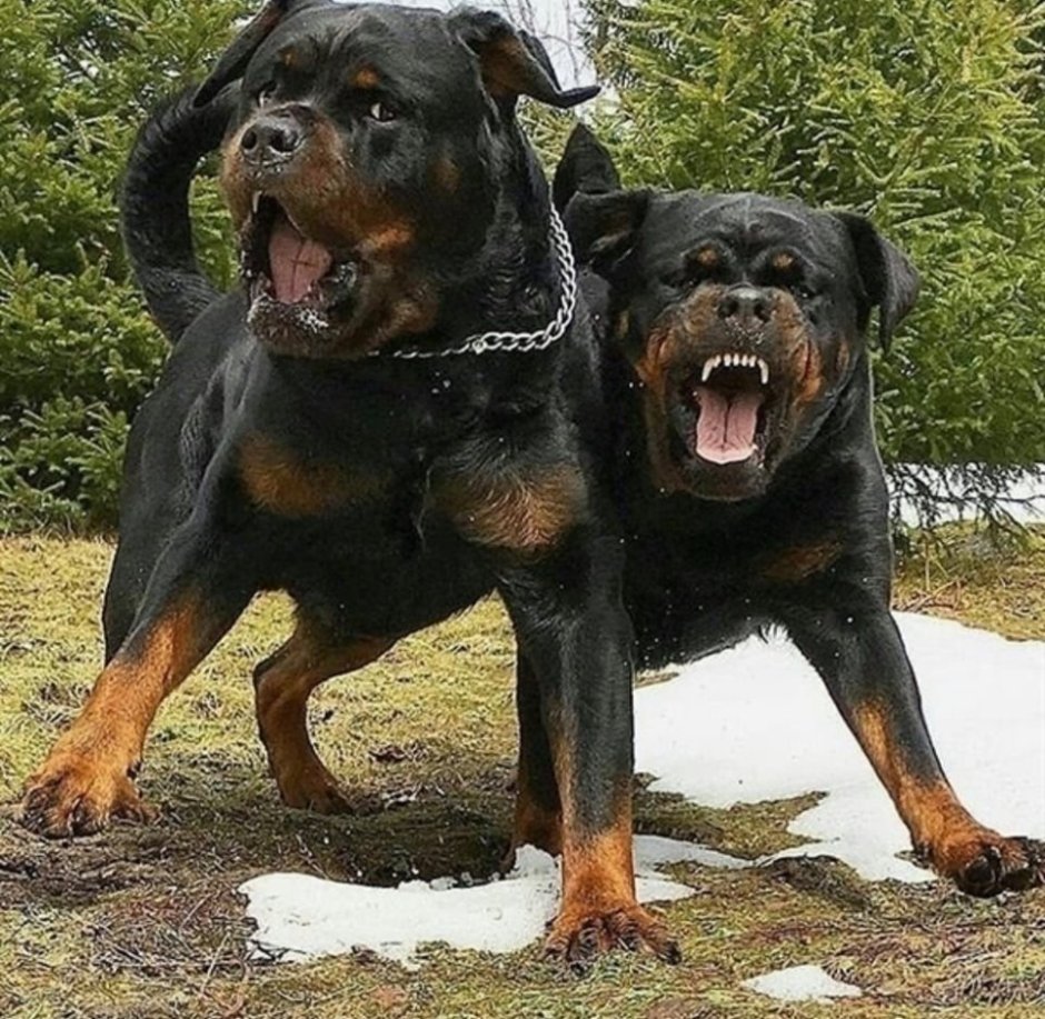 Щенок добермана и ротвейлера