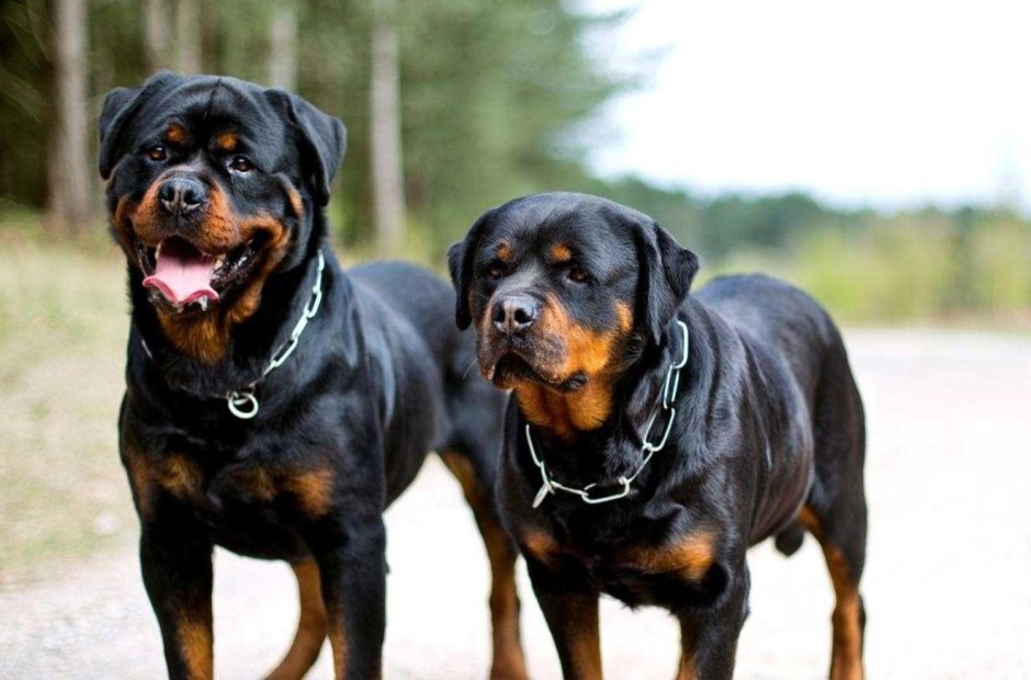 Собака ротвейлер