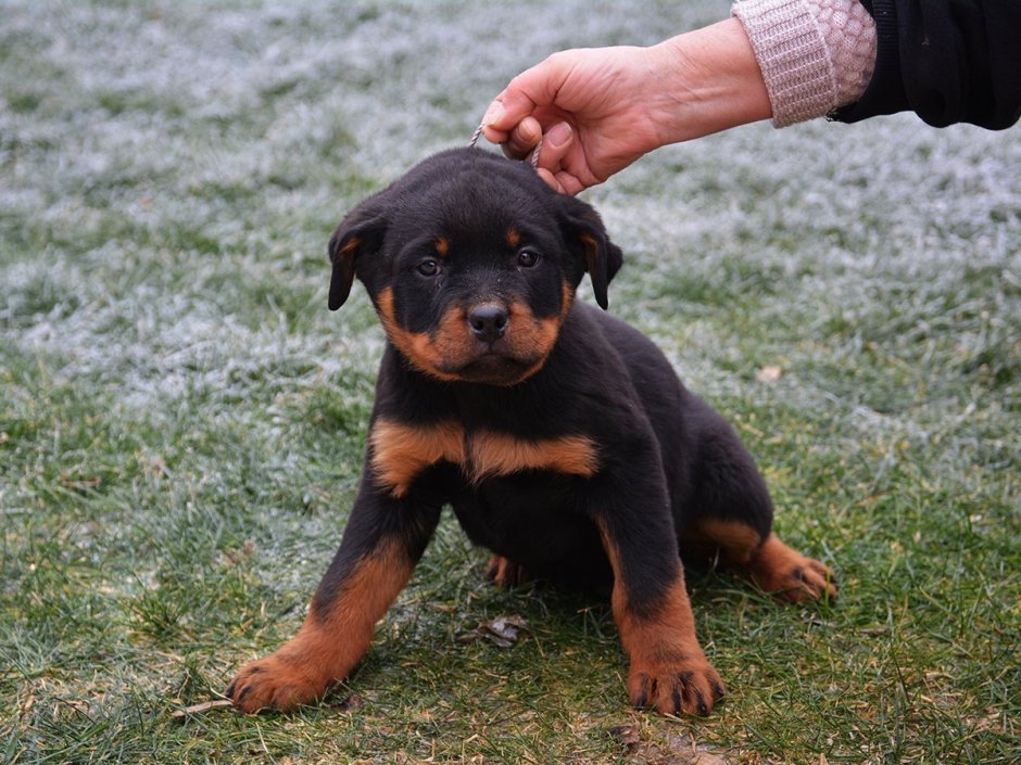 Собаки Доберман и ротвейлер