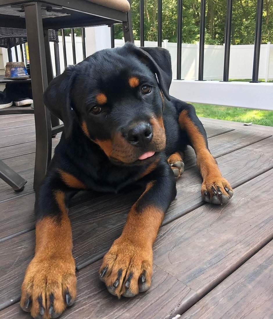 Ротвейлер щенок