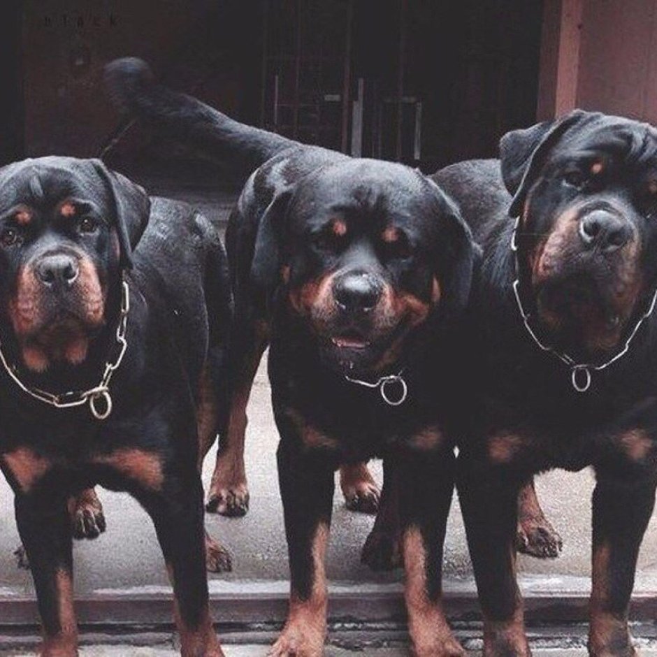 Ротвейлер Бьюдель