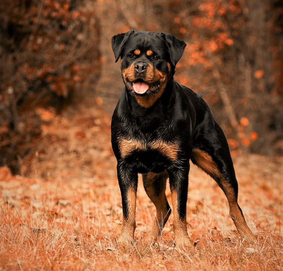 Мини ротвейлер порода