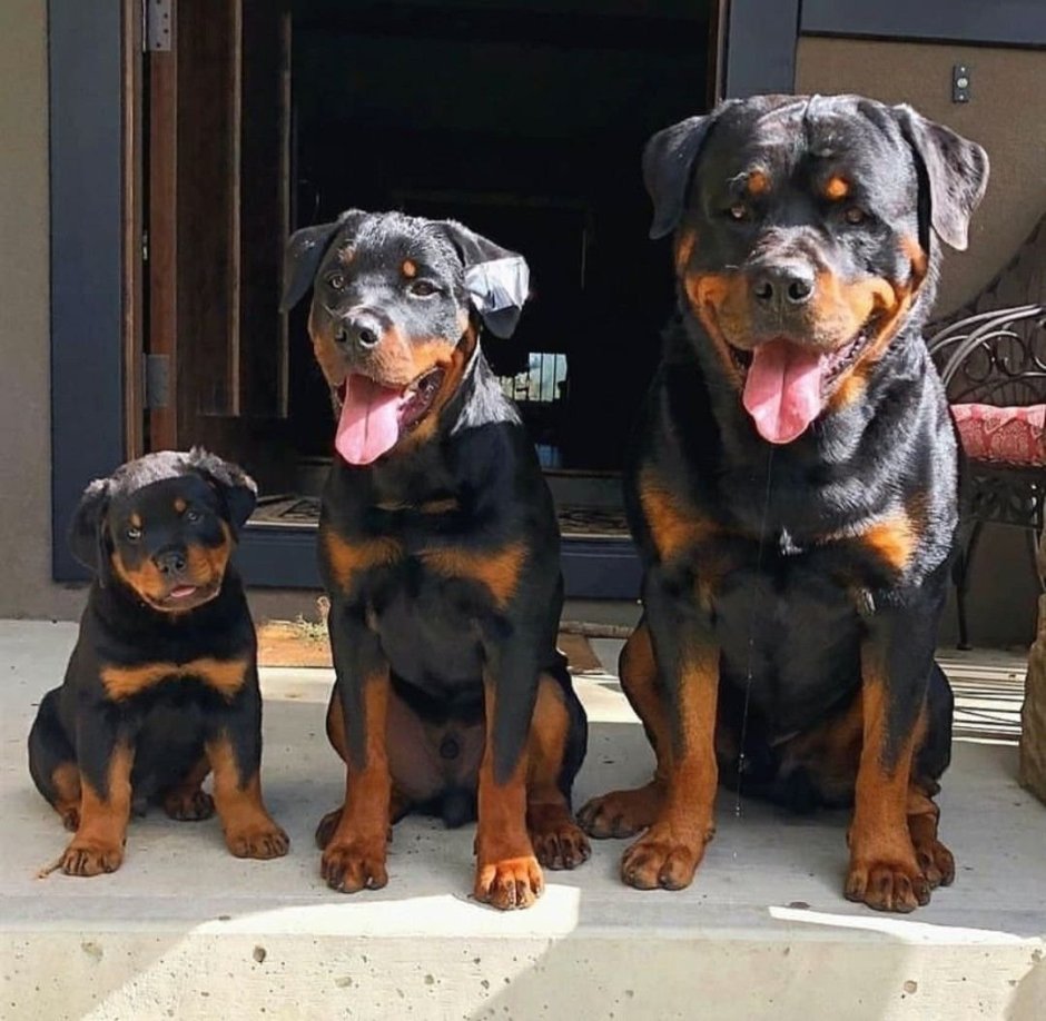 Ротвейлер щенок