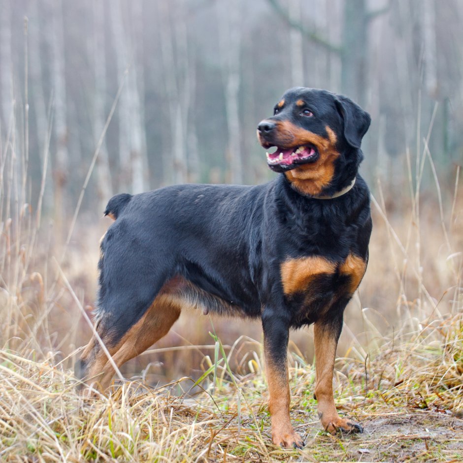 Rottweiler with Blue Eyes