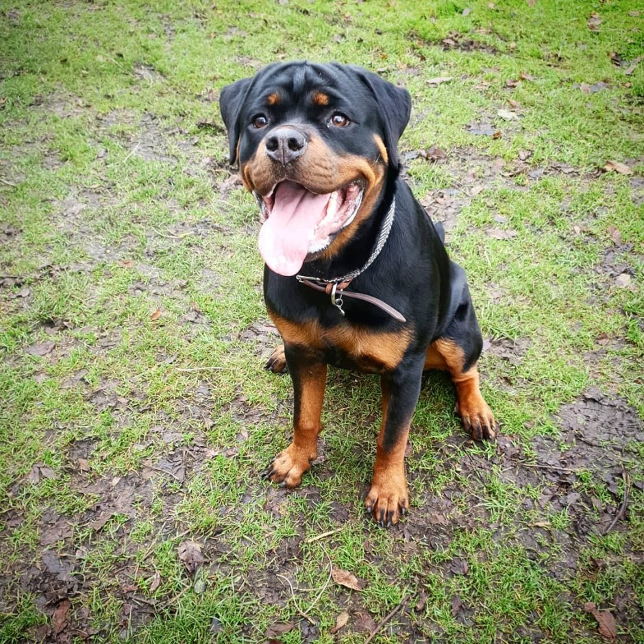 Красивые собаки ротвейлер