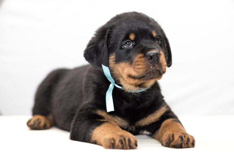 Бельгийский ротвейлер