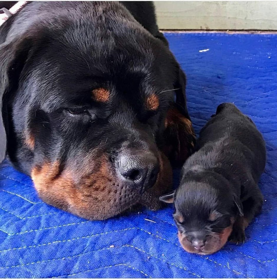 Ротвейлер маленький щенок