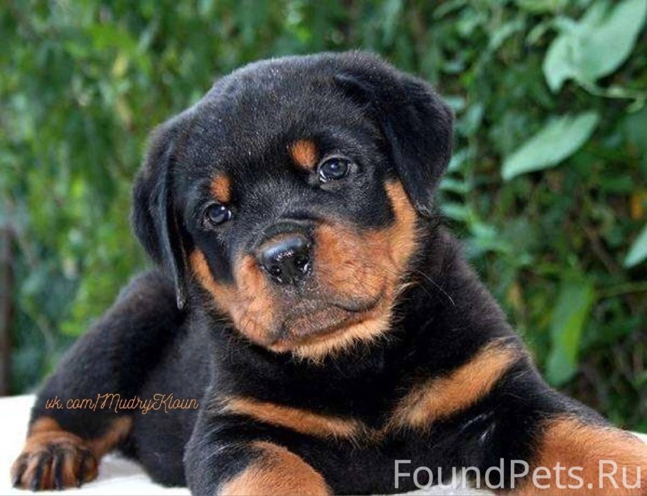 Немецкий ротвейлер