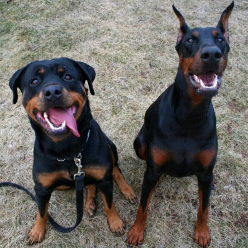 Ротвейлер флаффи