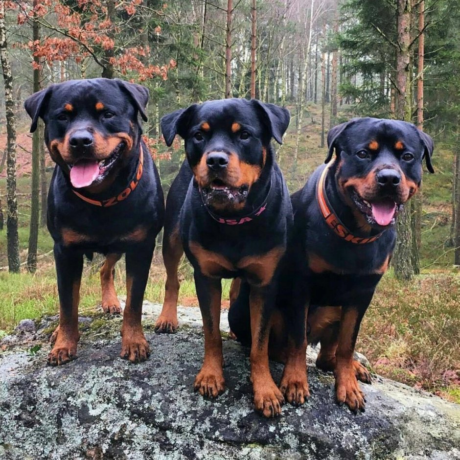 Ротвейлер чёрный Легион