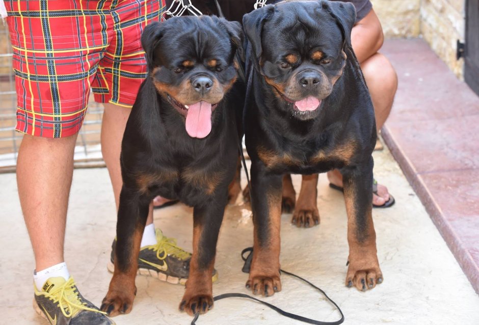 Ротвейлер собака убийца