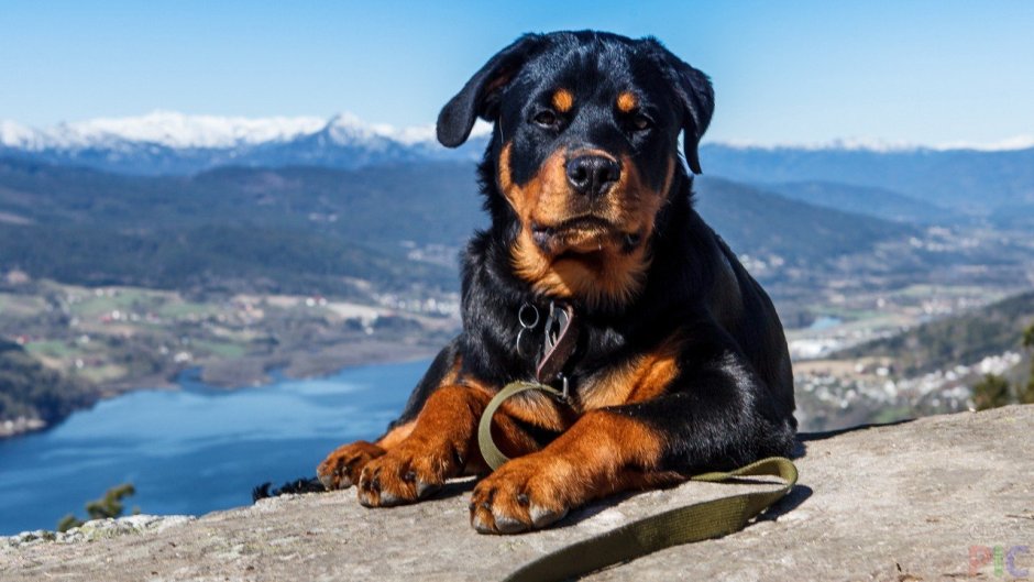 Много ротвейлеров