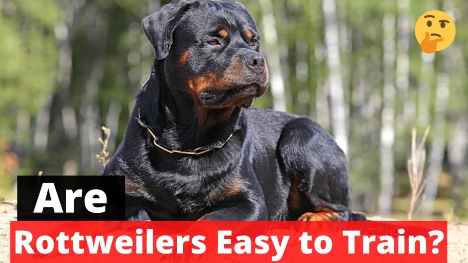 Некупированный ротвейлер