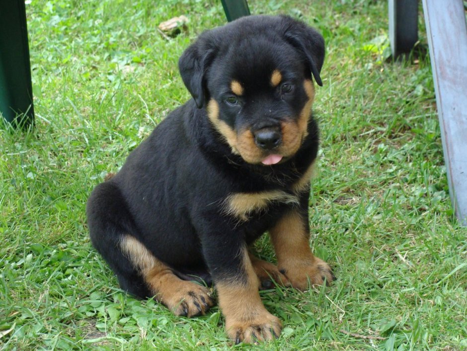 Ротвейлер щенок