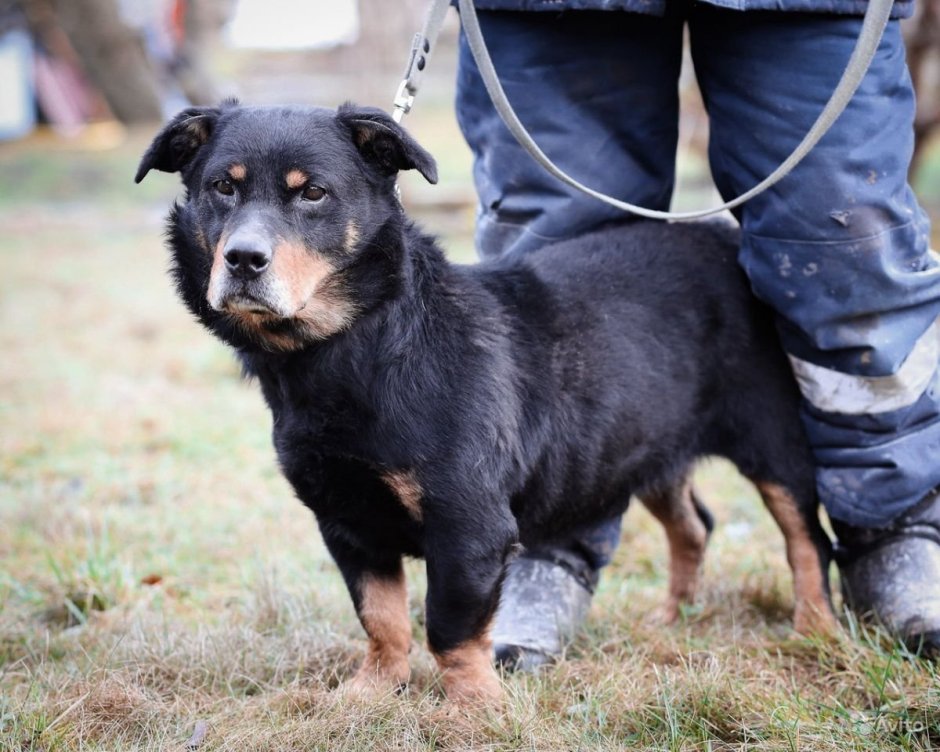 Золотистый ротвейлер