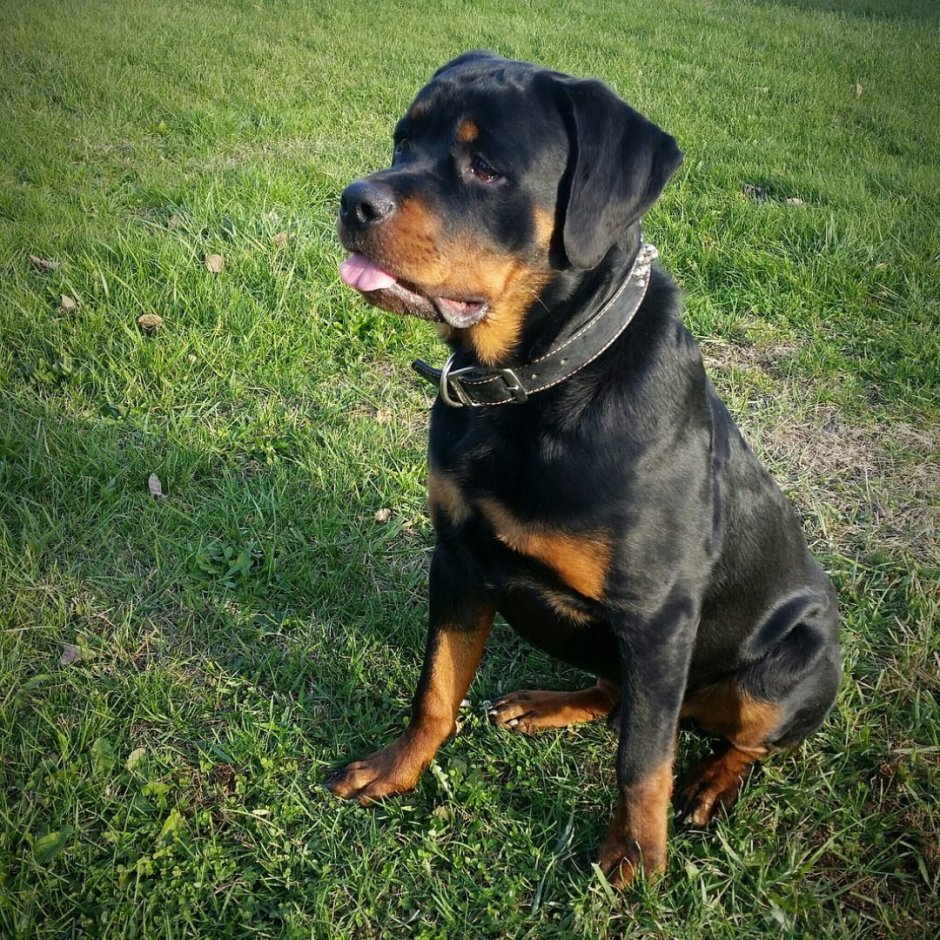 Золотистый ротвейлер щенки