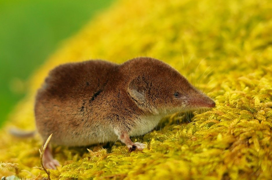 Sorex minutus