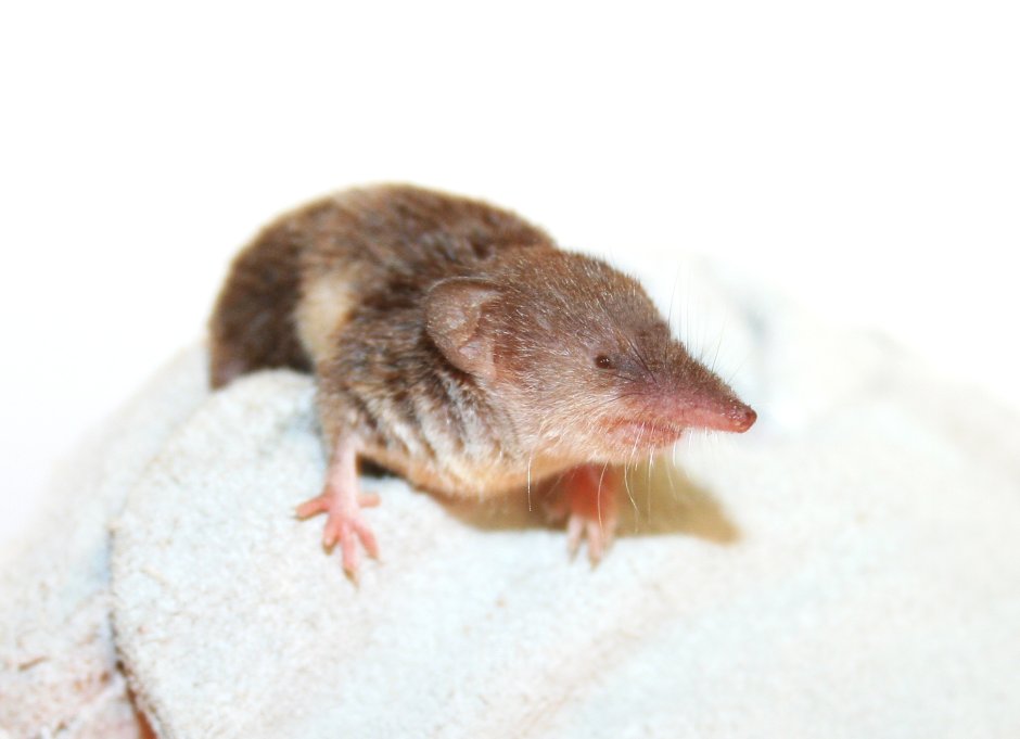 Crocidura suaveolens