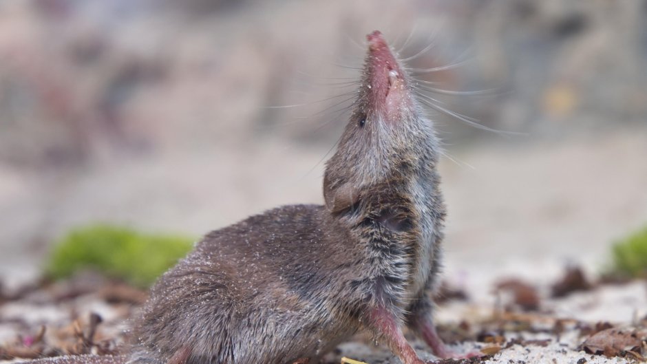 Crocidura Russula