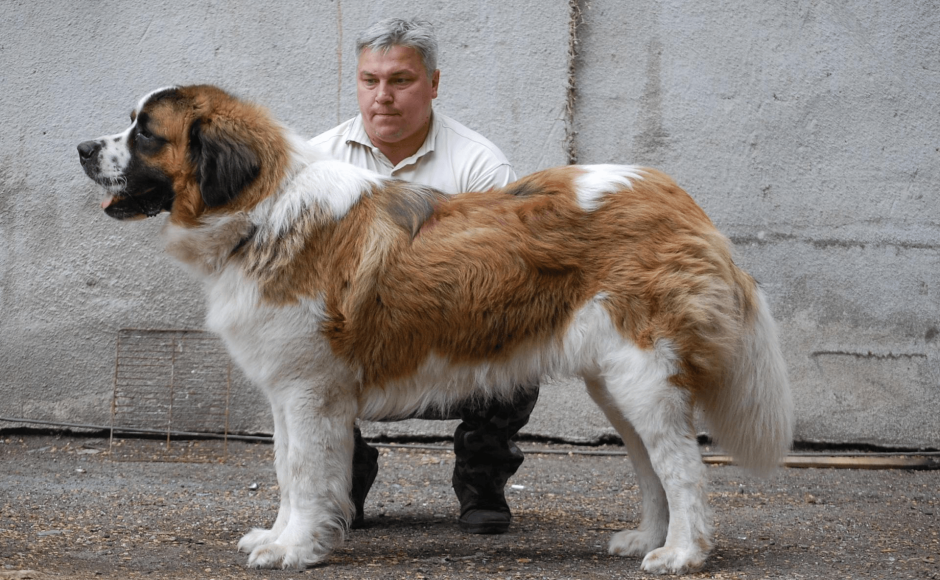 Длинношерстный Сенбернар Молоссы