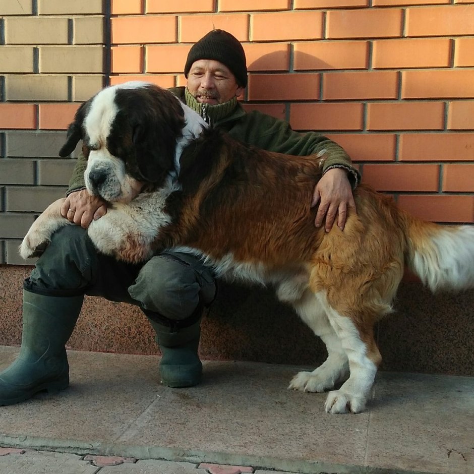 Сенбернар и Московская сторожевая