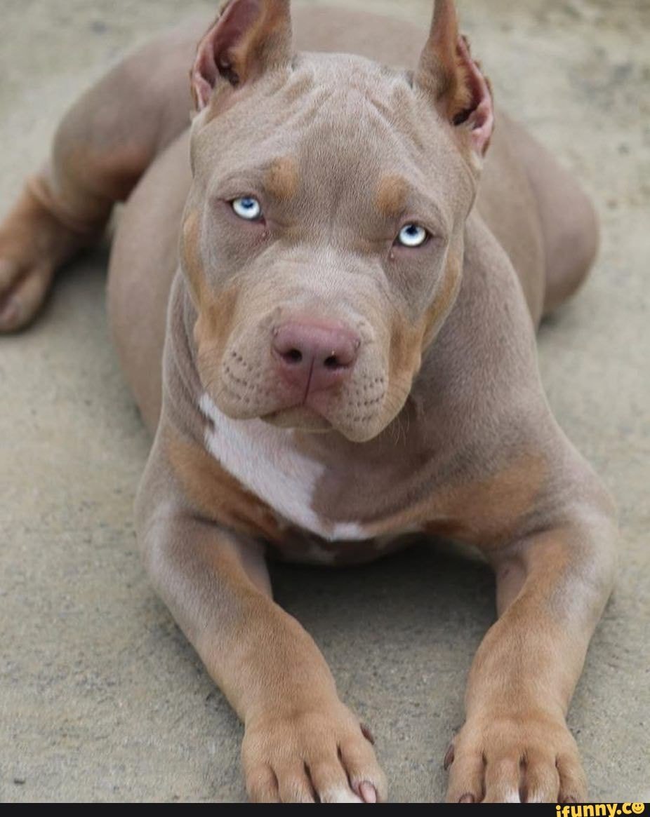 Собака американский ббул