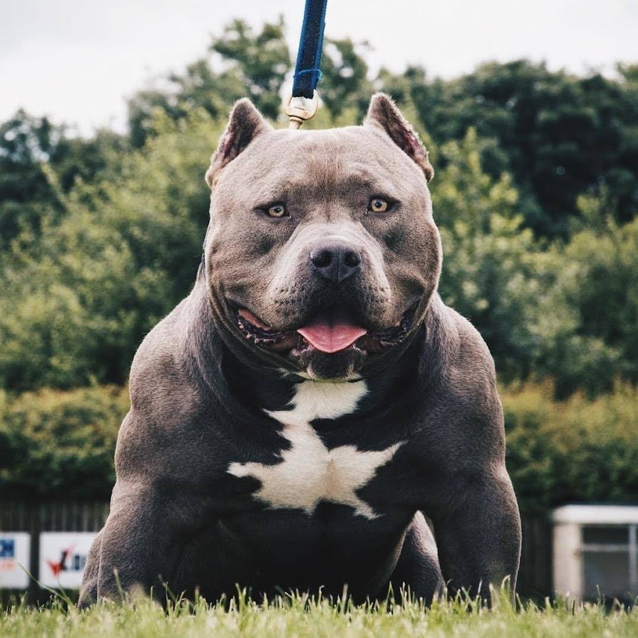 Амстафф лиловый