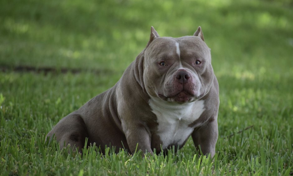 Американский булли покет белый