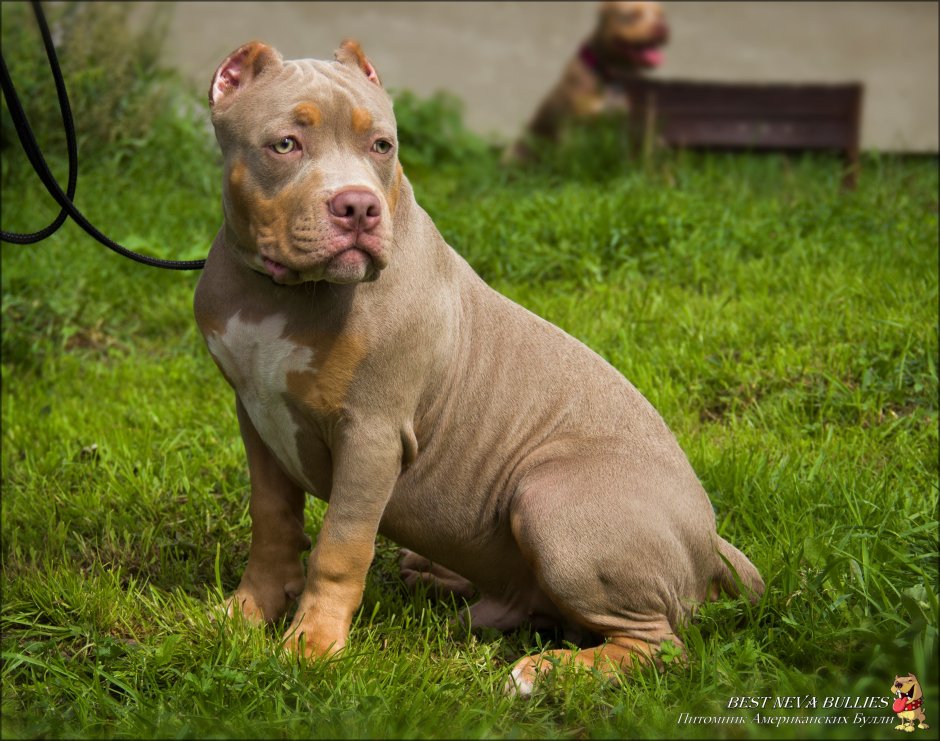 Американский булли лиловый Триколор