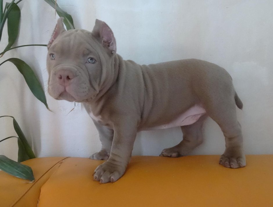 Лиловый булли