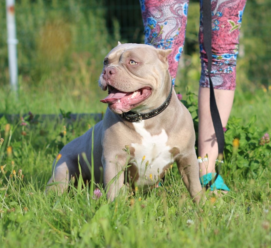 Американский булли XL Триколор