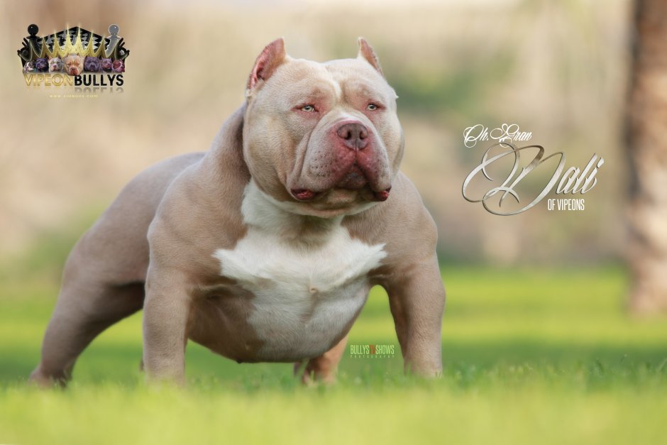 Gran Dali американский булли