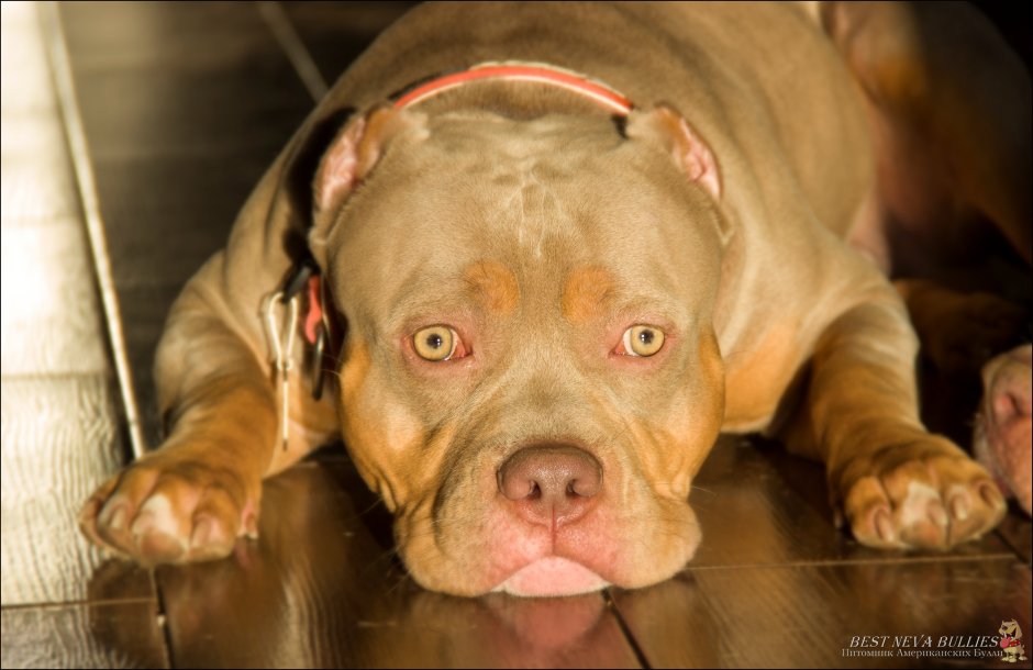 Американский булли лиловый стандарт