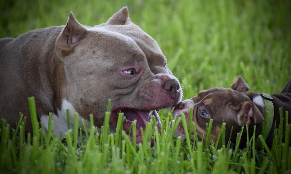 Лилово-подпалый английский бульдог