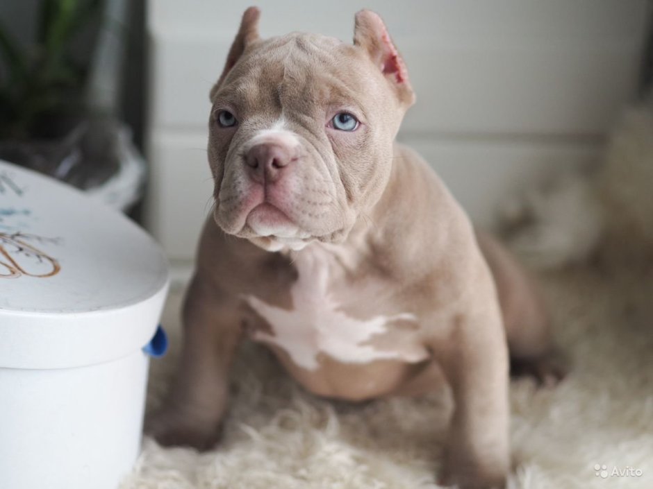 Американский булли лиловый