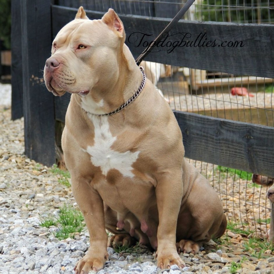 Стаффордширский терьер Пегий