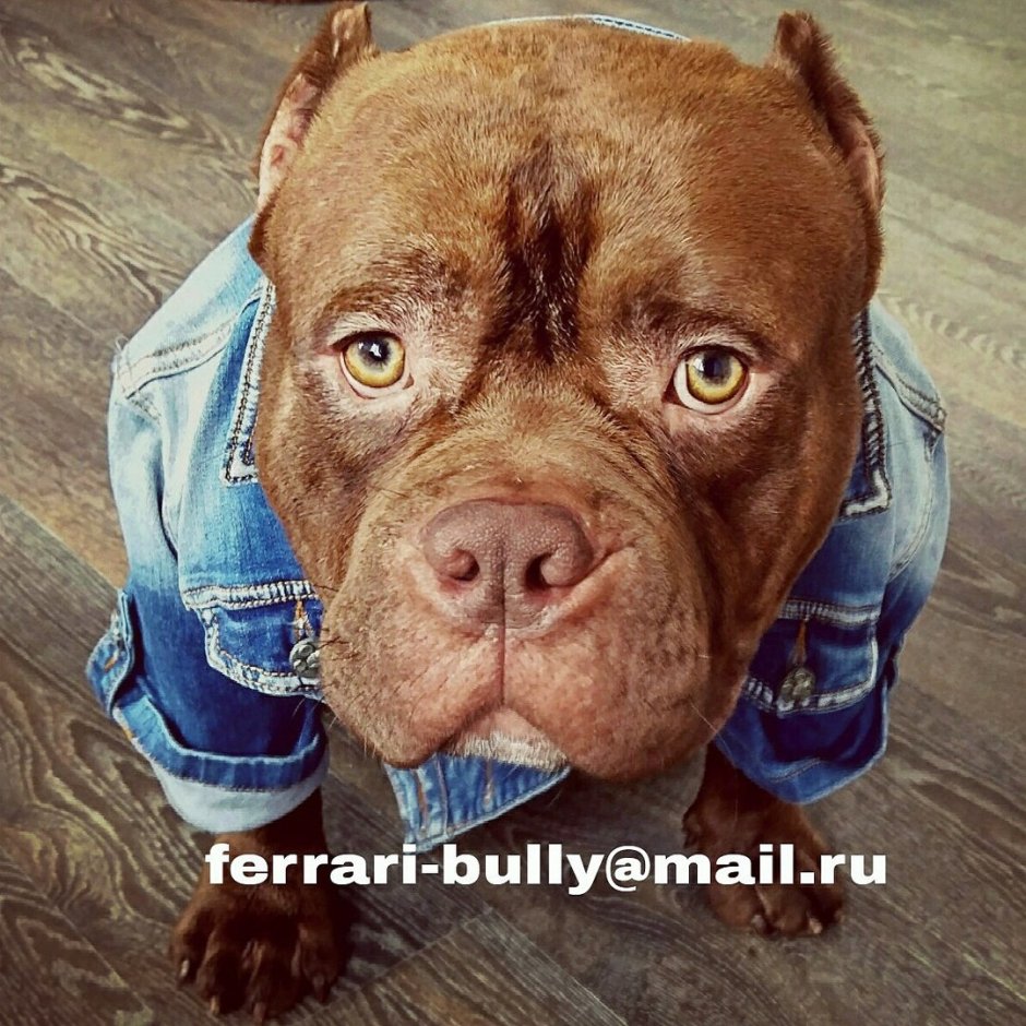 Американский стаффордширский терьер голубой