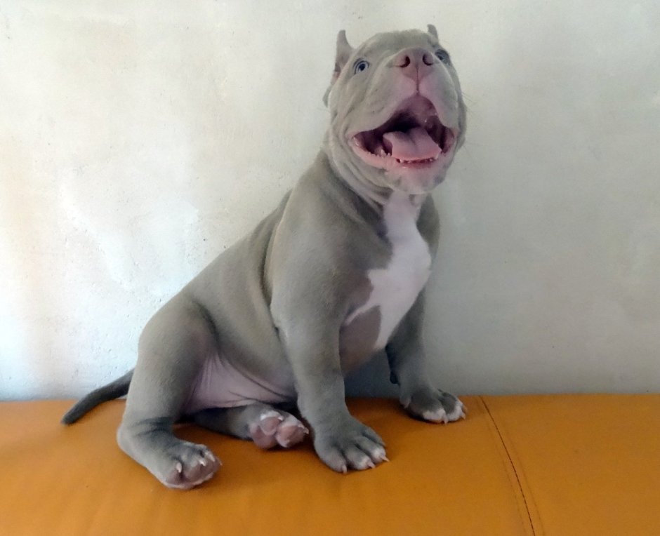 Американский булли Триколор собака