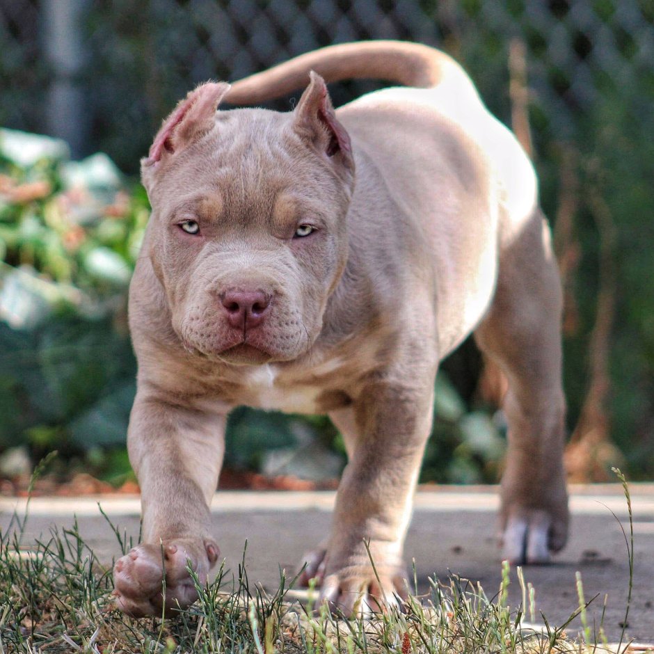 Карликовый питбуль