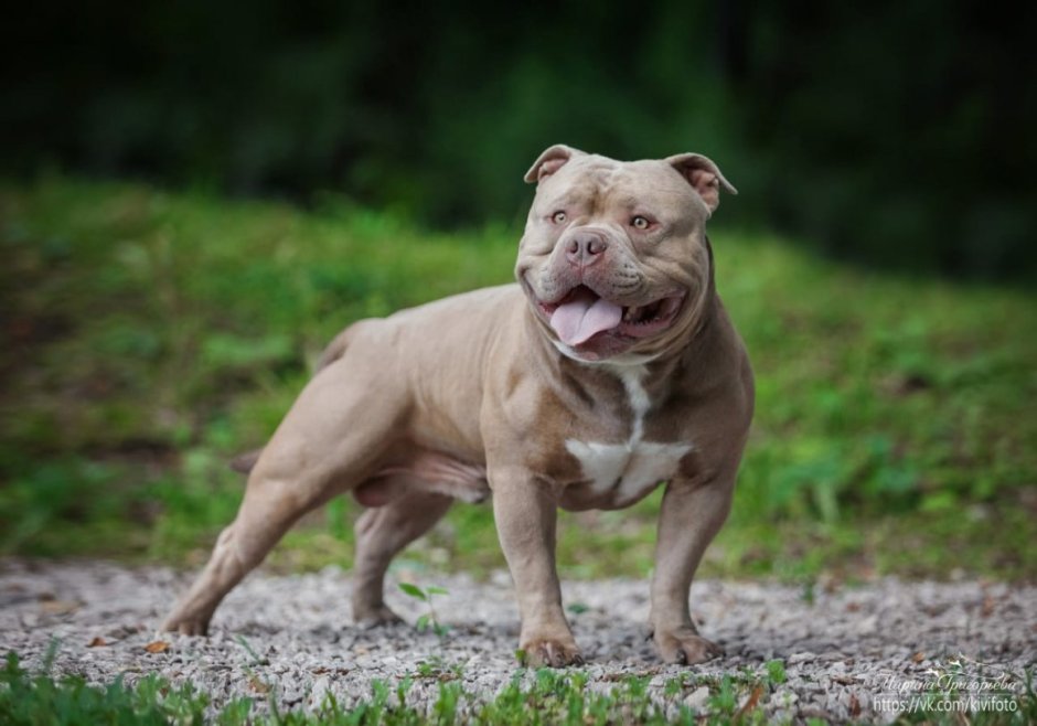Собака американский питбультерьер