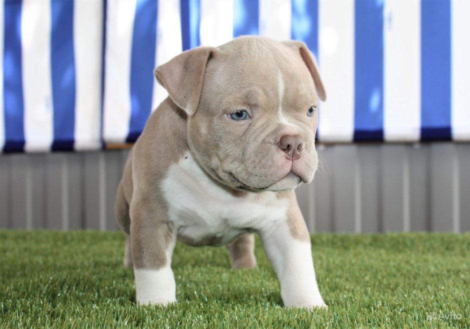 Лиловый булли