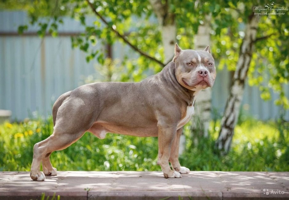 Американский булли покет голубой