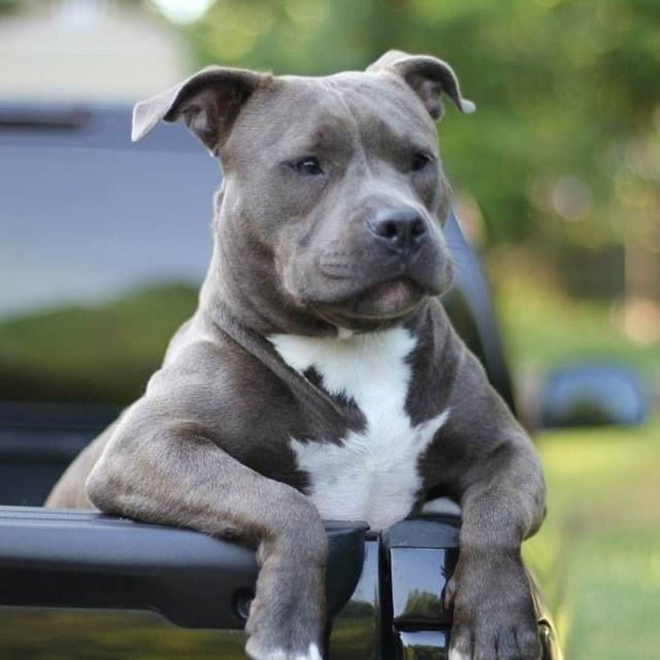 Лиловый питбуль