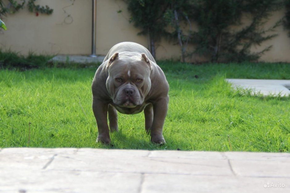 Случка американского булли