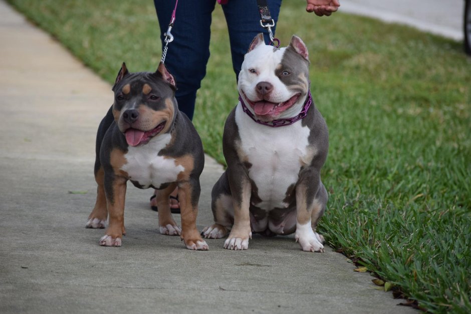 Стаффордширский терьер булли