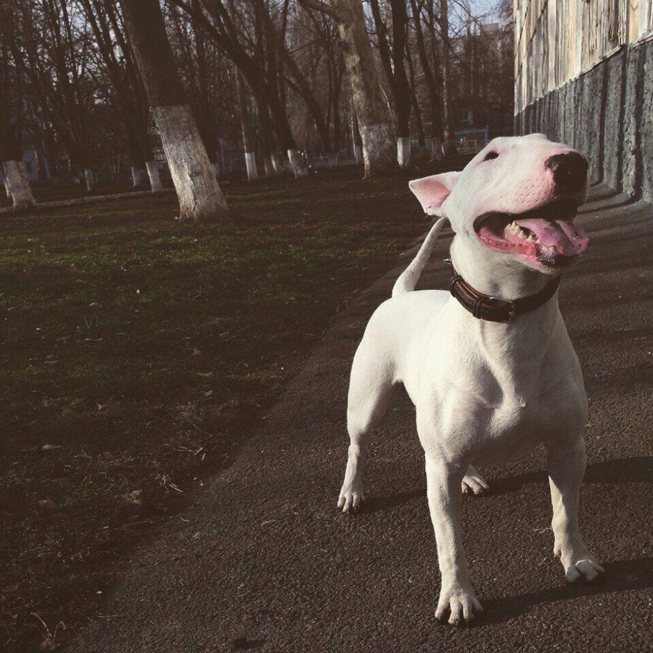 Голубоглазый стаффордширский терьер